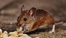 24 Hour & Emergency Exterminators in Pershing, OK